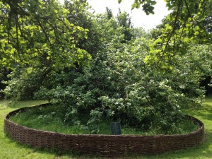 The world's most famous apple tree - a falling apple from which led Newton to the theory of gravity